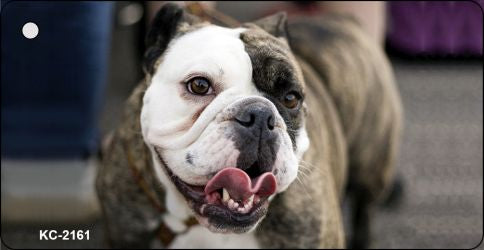 Bulldog Novelty Metal Key Chain KC-2161