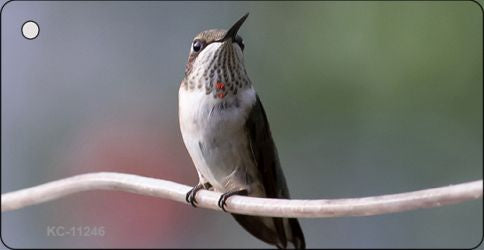 Hummingbird Perched On Branch Novelty Aluminum Key Chain KC-11246