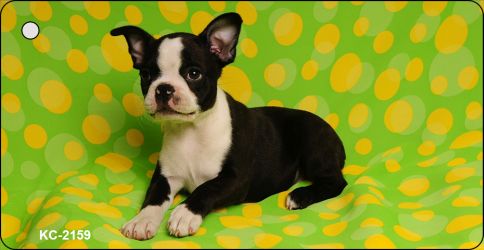 Boston Terrier Novelty Metal Key Chain KC-2159