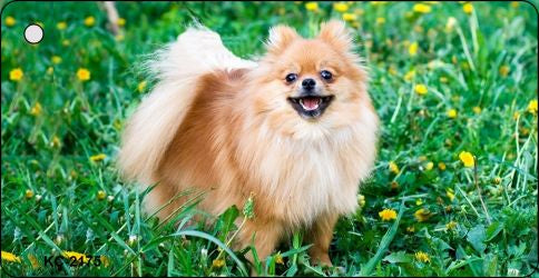 Pomeranian Novelty Metal Key Chain KC-2175